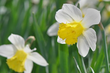 Yeşil bir arka plan üzerinde beyaz çiçekler nergis.