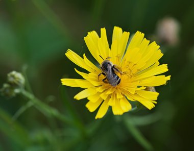 Sarı çiçek böcek arı.