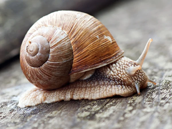 Slak op de oude houten achtergrond, fauna, schaal-en schelpdieren. — Stockfoto