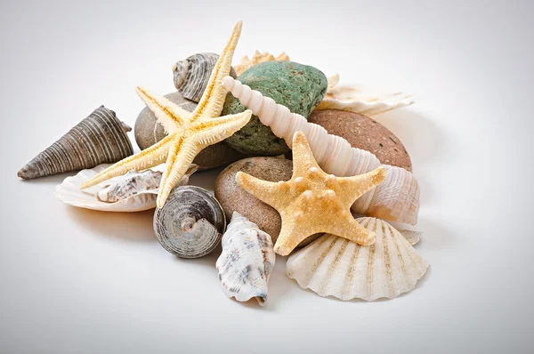 Étoiles de mer, coquillages et pierres — Photo