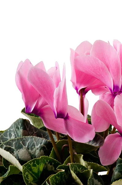 Beautiful pink flower — Stock Photo, Image