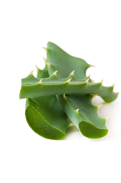 Folha verde aloe vera — Fotografia de Stock