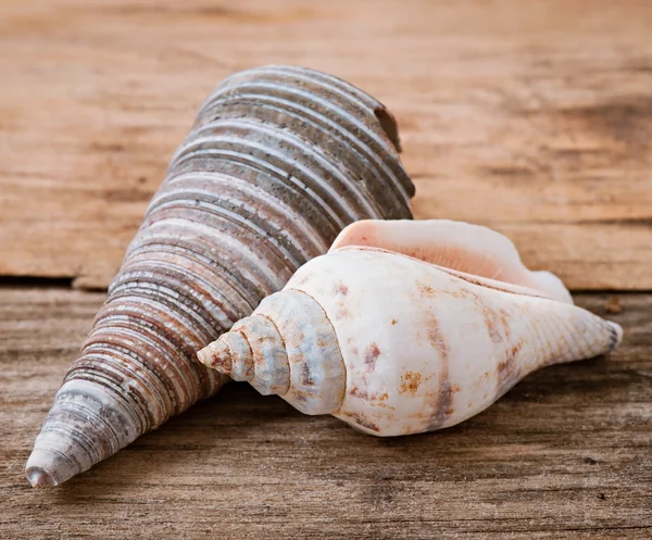 Coquilles de mer sur vieux fond en bois — Photo