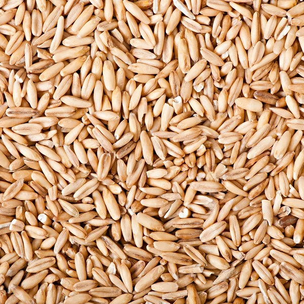 Oat grains background — Stock Photo, Image