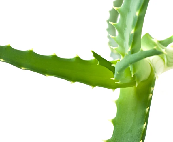 Green leaf aloe vera — Stock Photo, Image