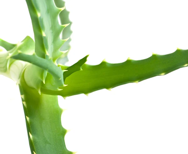 Green leaf aloe vera — Stock Photo, Image