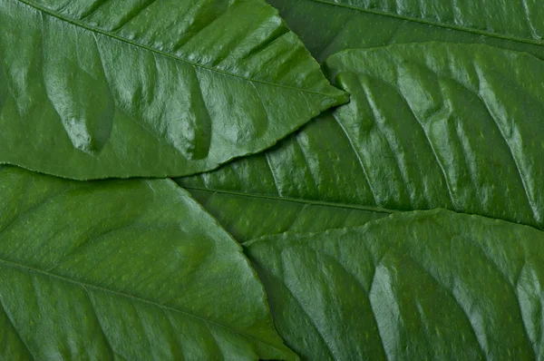 Lemon leaves, background from the leaves of lemon — Stock Photo, Image