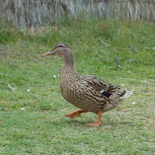 Eend op het groene gras — Stockfoto