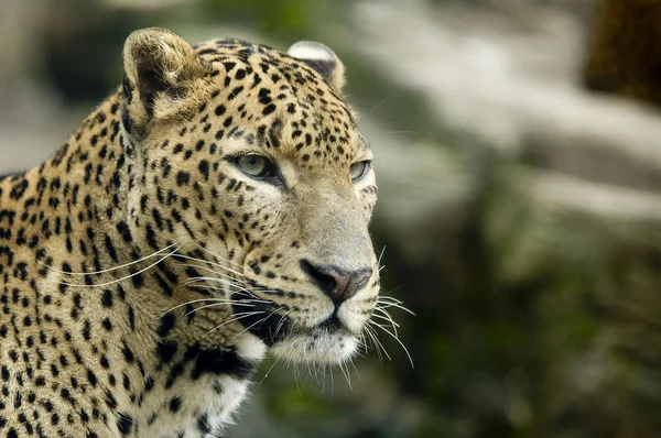 Jaguar portrait — Stock Photo, Image