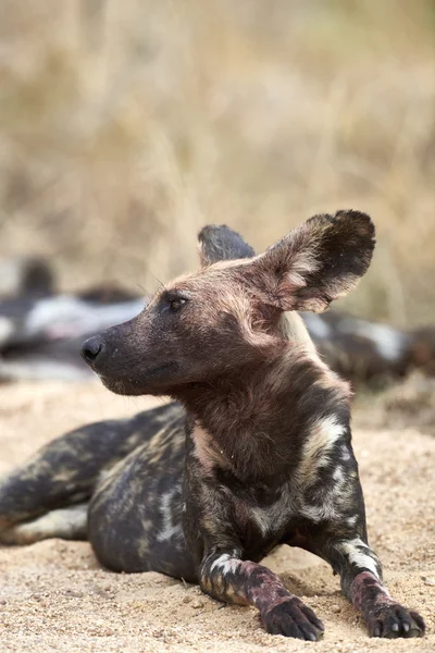 Wilde hond portret — Stockfoto