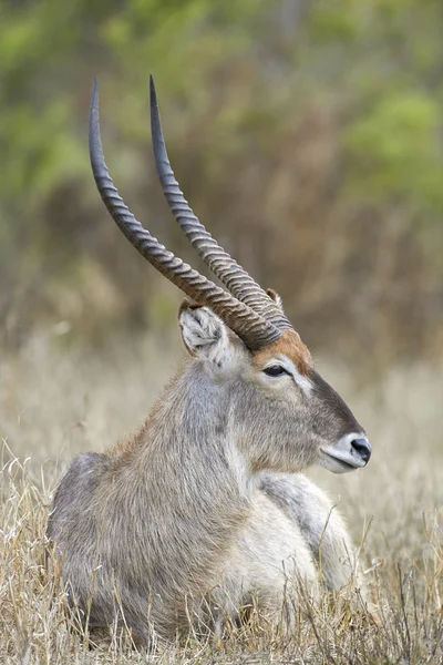 Retrato de um waterbuck — Fotografia de Stock