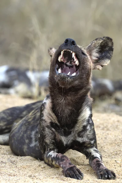 Um cão selvagem uivante — Fotografia de Stock