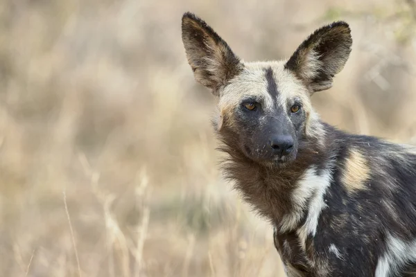 Vahşi köpek portre — Stok fotoğraf