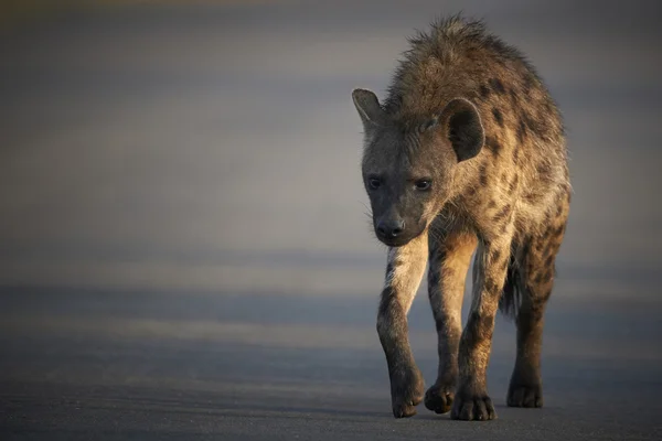 Fläckig hyena korsar en väg i det tidiga morgonljuset — Stockfoto