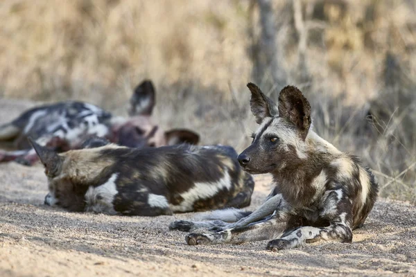 A pack of wild dogs on a dirt road — Stock Photo, Image