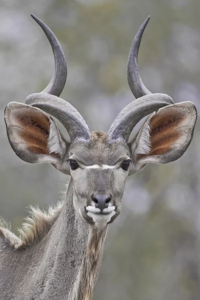 Portréja egy kudu Stock Kép