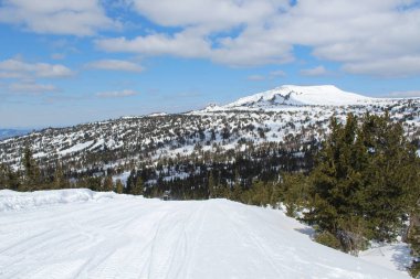 Winter landscape panorama of a coniferous forest on top of Mount Zelenaya in Sheregesh Siberia against a clear blue sky with clouds and a snowmobile