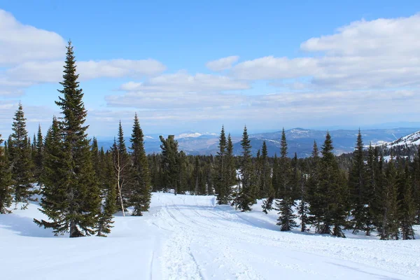 雪勒格什西伯利亚塞拉纳亚山顶针叶林冬季风景全景 蓝蓝的天空映衬着乌云 — 图库照片