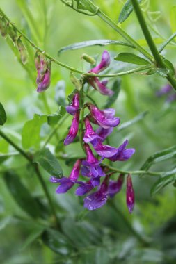 Mor fare polkası, yeşil zemine yağan yağmurdan sonra Vicia cracca 'yı noktalıyor