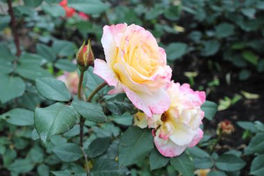 Bej Krem beyaz pembe gül çalısı