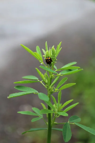 Yaz mevsiminde bir bitkide uğur böceği