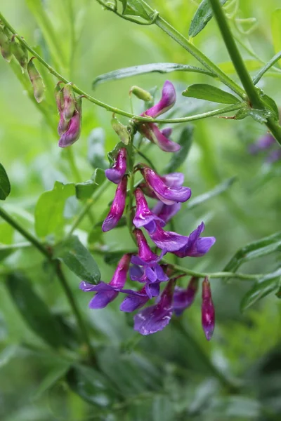 Fioletowy Mysz Polka Kropki Vicia Cracca Deszczu Mokry Zielonym Tle — Zdjęcie stockowe