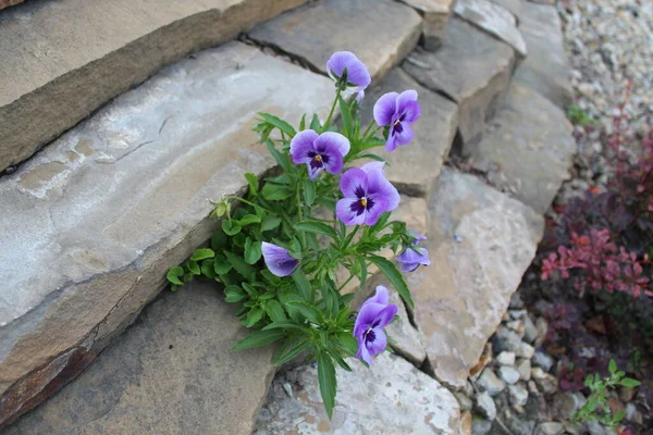 Viola Pálidas Flores Roxas Uma Pedra — Fotografia de Stock