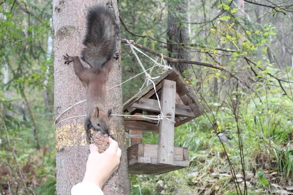 Curious Brown Squirrel Eats Cone Tree Trunk — Stock Photo, Image