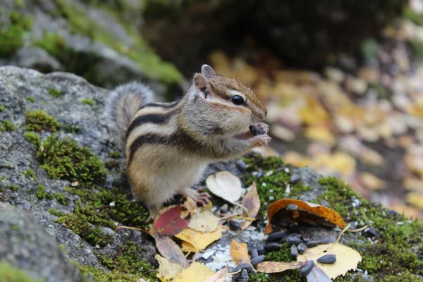 Lustige Flauschige Streifenhörnchen Knabbern Herbst Samen Einem Stein Mit Moos — Stockfoto