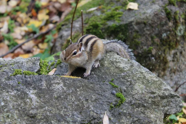 Funny fluffy chipmunk nibbles seeds in autumn on a stone with moss