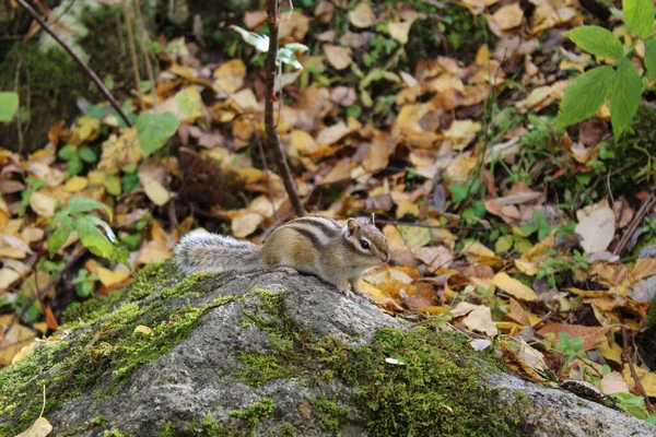 Funny Fluffy Chipmunk Nibbles Seeds Autumn Stone Moss — Fotografia de Stock