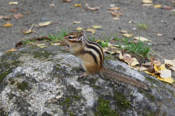 Funny fluffy chipmunk nibbles seeds in autumn on a stone with moss