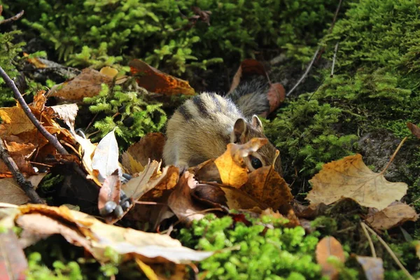 Funny fluffy chipmunk nibbles seeds in autumn on a stone with moss