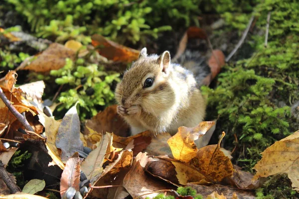 Funny fluffy chipmunk nibbles seeds in autumn on a stone with moss
