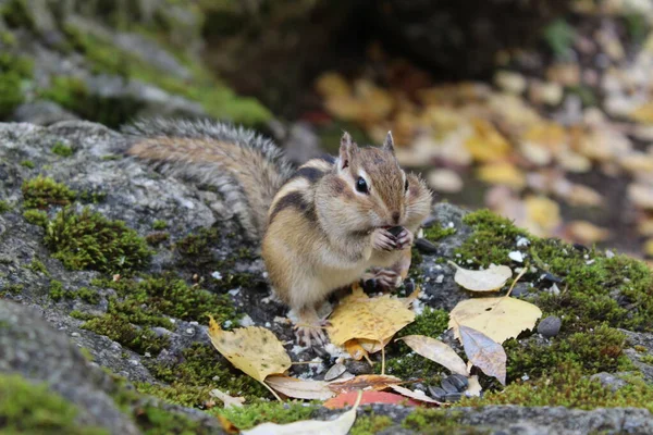 Funny Fluffy Chipmunk Nibbles Seeds Autumn Stone Moss — Fotografia de Stock