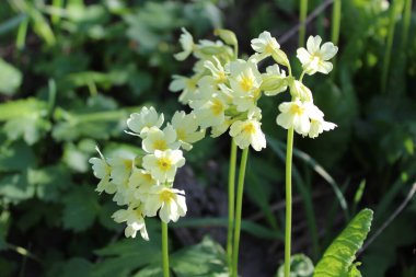 Primrose sıradan primula beyaz-sarı çiçekler yakın plan