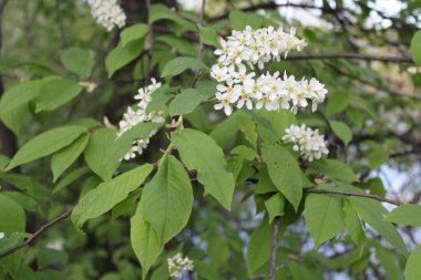 Baharda çiçek açan beyaz elma ağacı mavi suyun arka planında