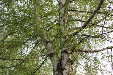 Dev bir huş ağacının dalları göğe yükselir.