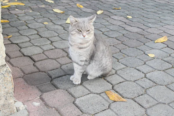 Graue Tabby Katze Schielt Auf Dem Bürgersteig Der Stadt — Stockfoto