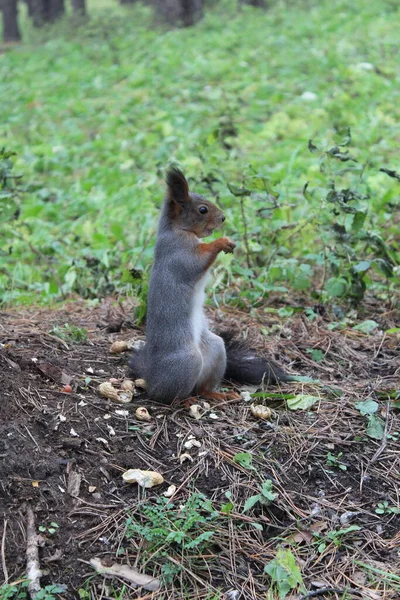 Esquilo Marrom Cinzento Segura Uma Porca Suas Patas — Fotografia de Stock