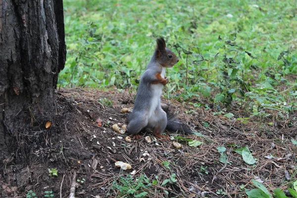Gri kahverengi bir sincap pençesinde fındık tutar.