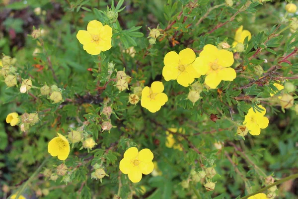 Żółty Jaskier Las Kwiat Tle Trawy — Zdjęcie stockowe