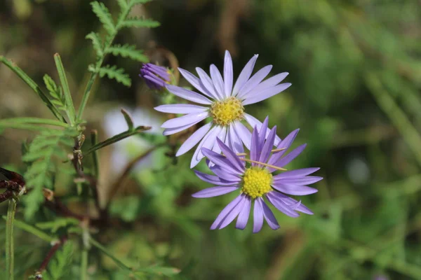 Yeşil arka planda iki leylak astarı. Yakın plan.