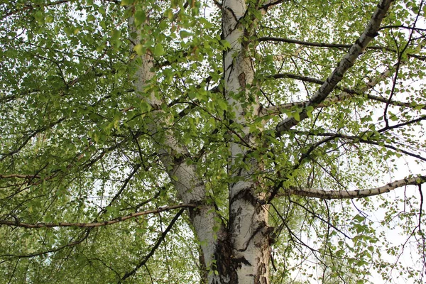 Dev bir huş ağacının dalları göğe yükselir.