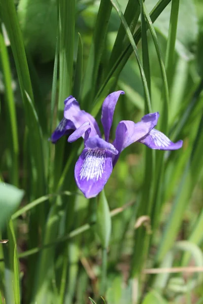 Синий Фиолетовый Лесной Цветок Ирис Рутеникус Слезы Кукушки Закрыть — стоковое фото