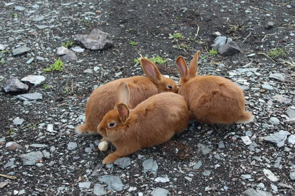 Tre Brune Baby Kaniner Ser Hinanden - Stock-foto