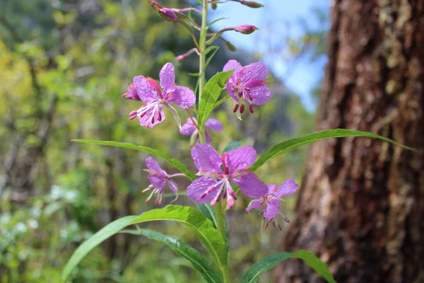Yeşil arka planda Ivan-tea söğüt çiçeği.