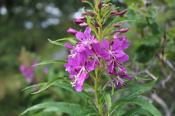 Yeşil arka planda Ivan-tea söğüt çiçeği.
