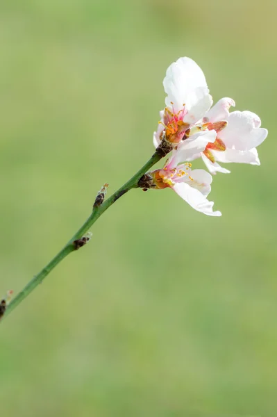 Bahar çiçek açması şeftali çiçeği. — Stok fotoğraf