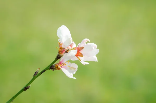 Blossoming persik bunga di musim semi . — Stok Foto